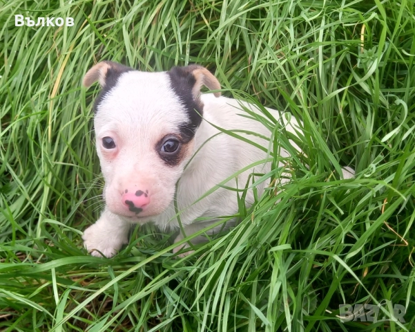 Джак-ръсел териер, снимка 4 - Джак ръсел териер - 52882381