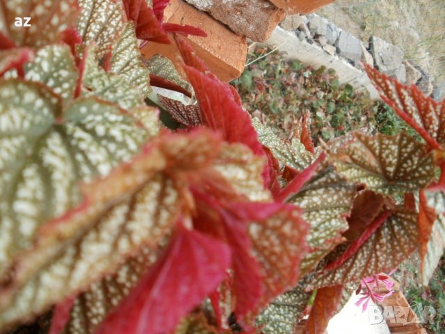 Бегония тамая, снимка 7 - Стайни растения - 41976231