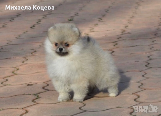 Мини Померани 
