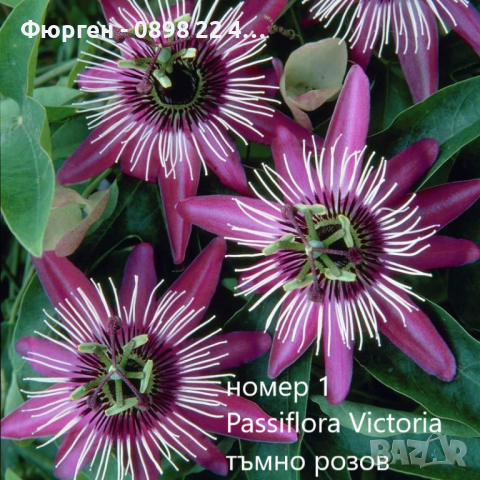 Пасифлора - Passiflora Налични 4 цвята