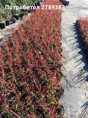 Червена трева императа, снимка 1