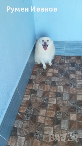 Немски шпиц , снимка 4 - Шпиц - 52080396