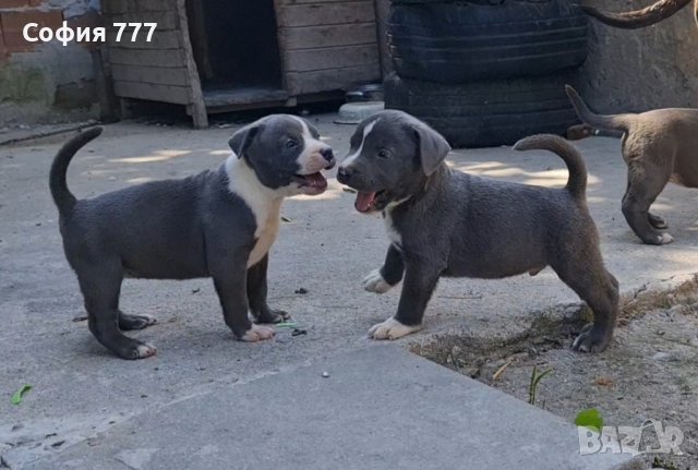 американско були XL, снимка 11 - Питбул - 41973126