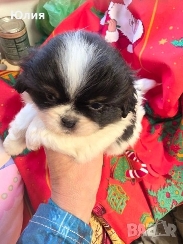 Японски хин, снимка 9 - Други - 52506196