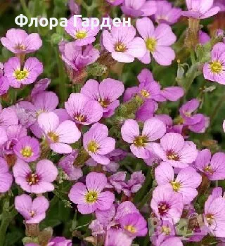 СЕМЕНА - Цветя двугодишни и многогодишни, снимка 4 - Сортови семена и луковици - 47504913