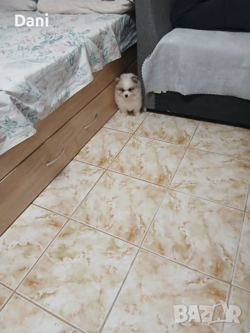 Mini Pomeran , снимка 2 - Померан - 52887662