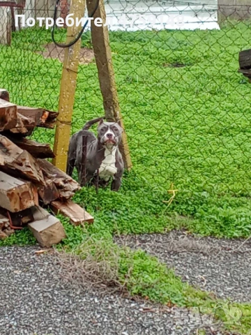 Американски булита стандарт , снимка 5 - Американски стафордширски териер - 53759227