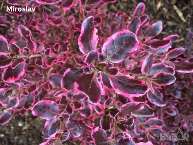 Копросма (Coprosma 'Eclipse'), снимка 4 - Градински цветя и растения - 50445312