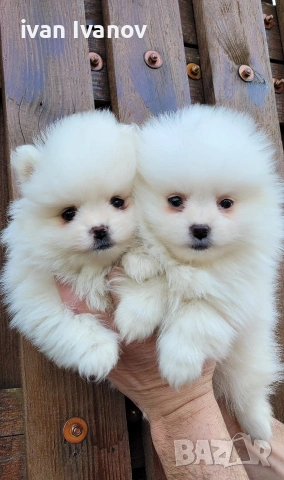 Померан-мини шпиц!!!