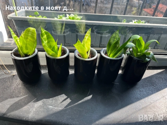 Сенсевиера в метална или керамична кашпа, снимка 3 - Стайни растения - 53720163