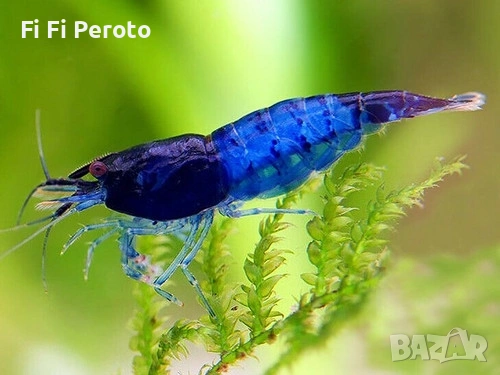 rasbora neon blue diamond fish