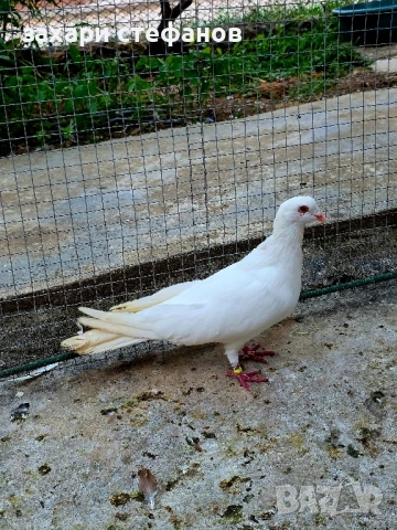 Римски гълъби (Рьомери), снимка 3 - Гълъби - 51181839