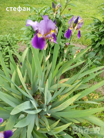 Продавам грудки ириси /перуника/, снимка 3 - Сортови семена и луковици - 53403461