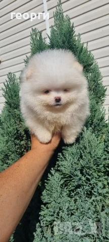 померан мини померанче