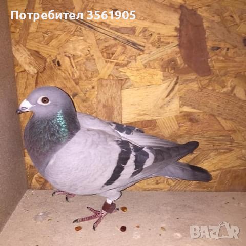 Продавам породисти гълъби 5 лева за брой, снимка 2 - Гълъби - 42242135