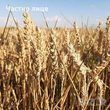 Земя 45 декара село Спасово, общ.Ген.Тошево