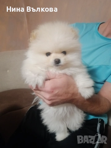 Мини пумеран , снимка 2 - Померан - 52933184