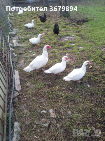 Неми патици, снимка 2 - Патици и гъски - 52730243