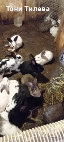 Зайци готови за майки 