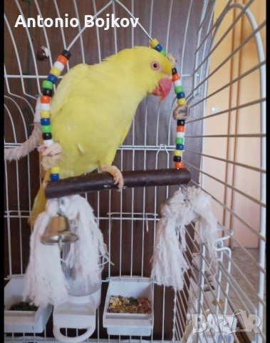 Женски папагал Александър