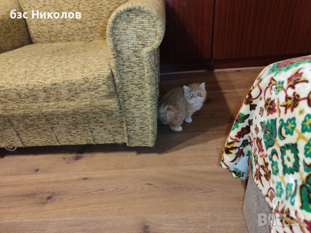 Женско екзотично персийско коте на 4 месеца., снимка 10 - Персийска - 51485263