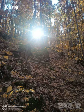 Широколистни гори 15.5 дка с. Винище, община Монтана, снимка 4 - Земеделска земя - 48391879