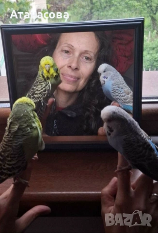 Социални изложбени вълнисти папагали, двойка