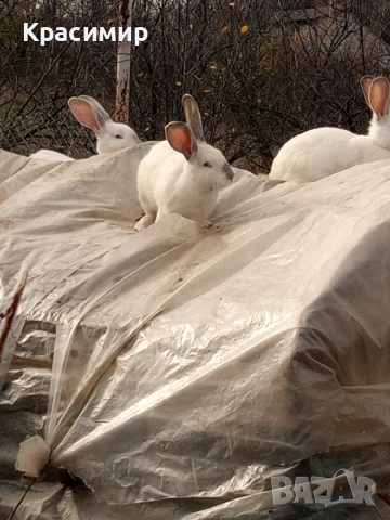 Бели зайци , снимка 6 - Декоративни зайчета - 48441669