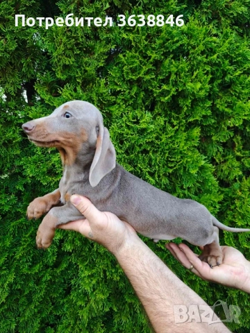 Дакел мини, снимка 3 - Дакели - 51937442