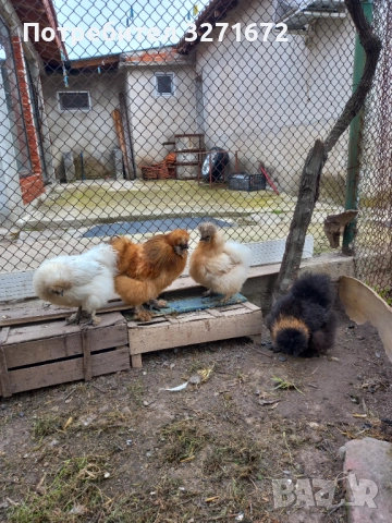 Оплодени яйца от американски копринки 