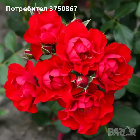 🌹РОЗА 🌹 Black Forest Rose® 🌹