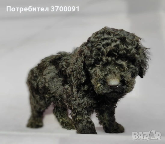 пудел / черни пуделчета , снимка 3 - Пудели - 53003764
