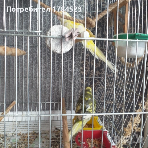 Бебе поен папагал