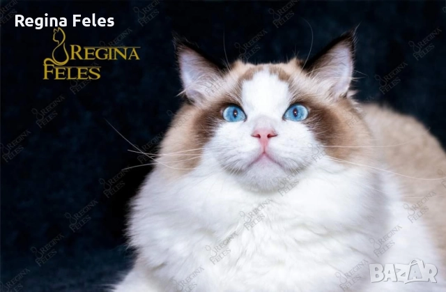 Рагдол мъжки котарак с родословие от лицензиран развъдник
