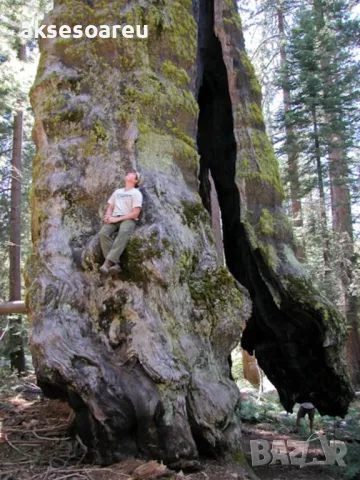 Нови качествени 15 семена от гигантска секвоя мамутово дърво sequoiadendron giganteum за декорация, снимка 7 - Сортови семена и луковици - 50220925