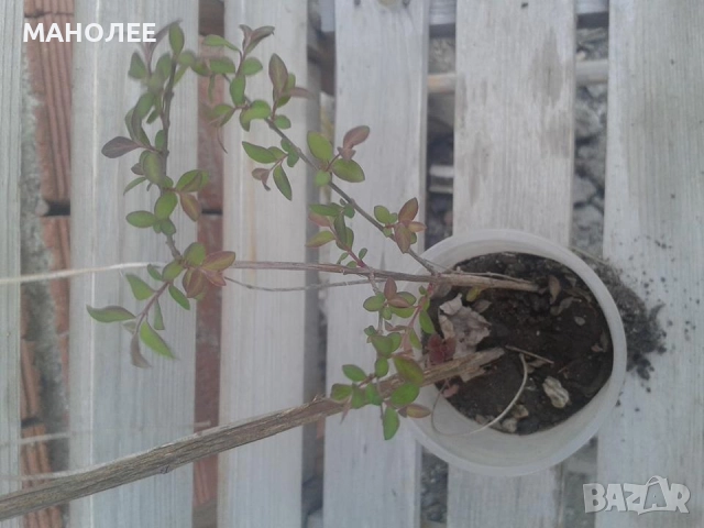 Снежноплодник, снимка 2 - Градински цветя и растения - 52167040