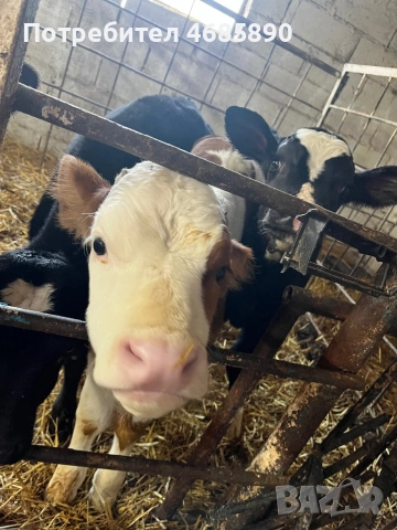 Симентали и абардинчета за продан 