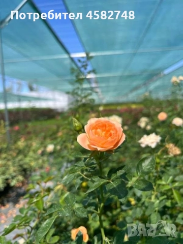 Цветя на едро, снимка 1