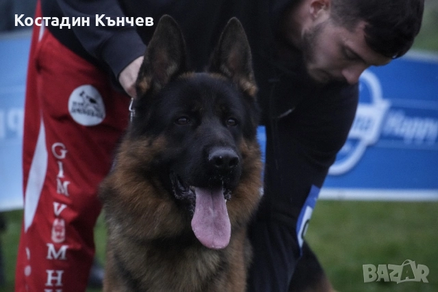 Немско овчарско куче, снимка 2 - Немска овчарка - 52859498