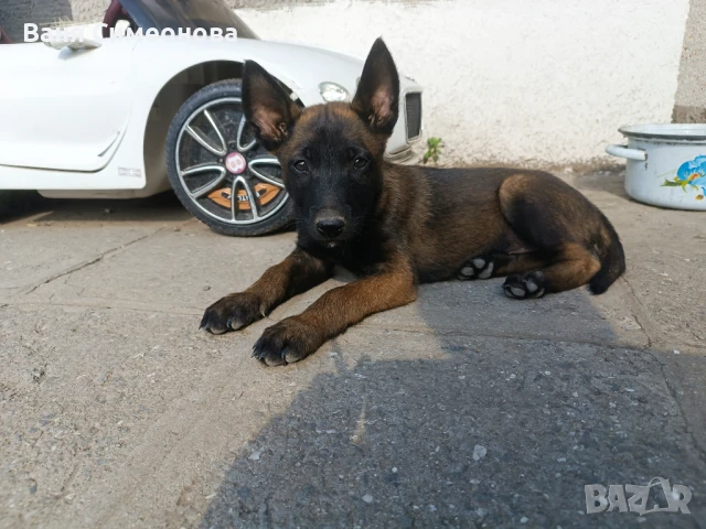 Белгийска овчарка Малиноа , снимка 1