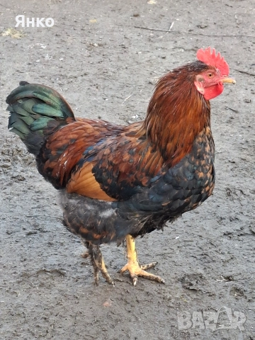 Домашни петли, снимка 2 - Кокошки и пуйки - 52912711