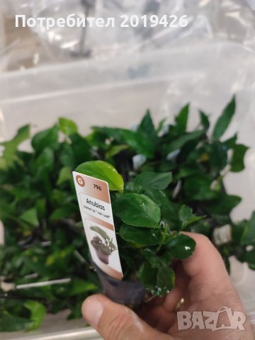 Анубиаси видове , снимка 4 - Други - 40880418