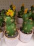 декоративни кактуси, снимка 2