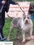 Американско Були ХЛ/ American Bully XL, снимка 7