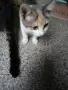 подарявам женско коте на 3 месеца, снимка 5