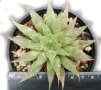 Хавортия (Haworthia reticulata var. hurlingii), вкоренено сукулентно растение, снимка 1 - Стайни растения - 41434718