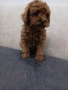 Той пудел toy poodle, снимка 3