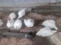 Кокошки                    ., снимка 3