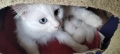коте, бяло, сини очи, 5 мес., снимка 10