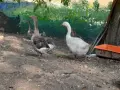 Продавам гъски .......,.............., снимка 4